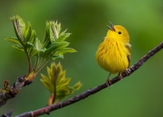 开云官方app入口-从圣西罗到韦洛德罗姆，当东决关键战的硝烟遇上红黑军团的生死突围