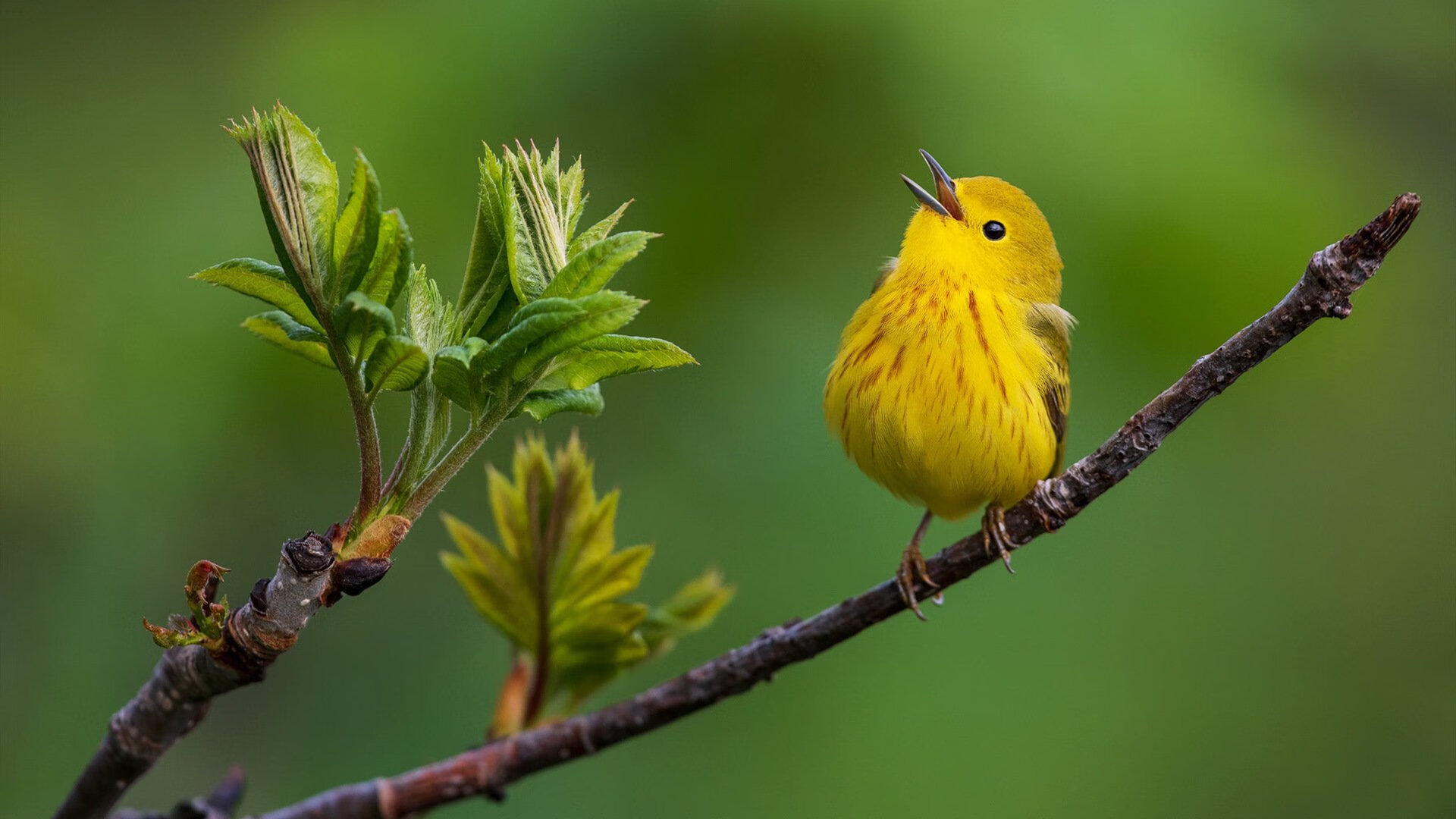 从圣西罗到韦洛德罗姆,当东决关键战的硝烟遇上红黑军团的生死突围