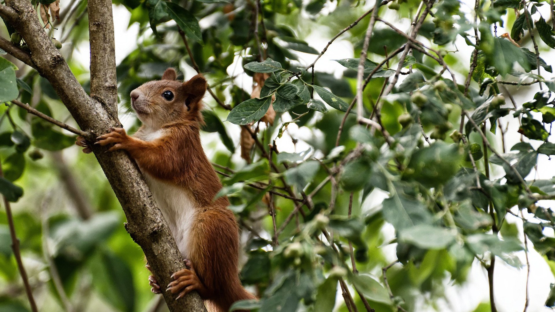 西亚卡姆独舞费城之夜,76人斩落热火背后的个人英雄主义与战术博弈